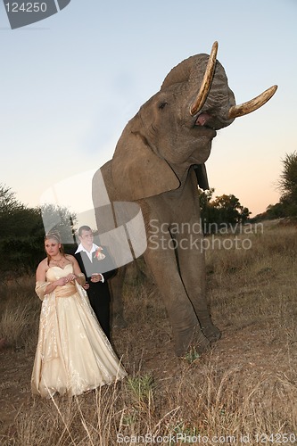 Image of Wedding Couple with elephant
