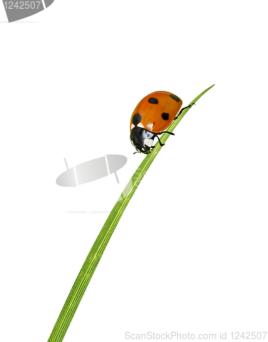 Image of Ladybug on grass