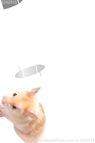 Image of Hamster