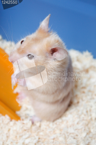 Image of Hamster