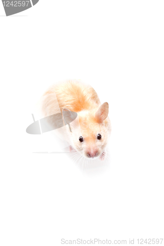 Image of Hamster