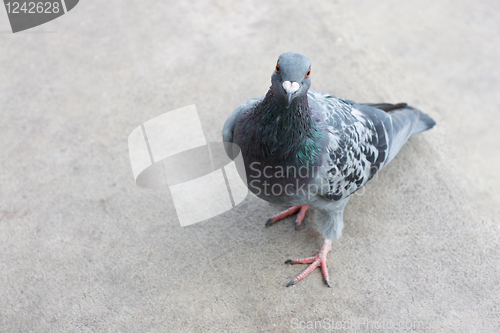 Image of Pigeon