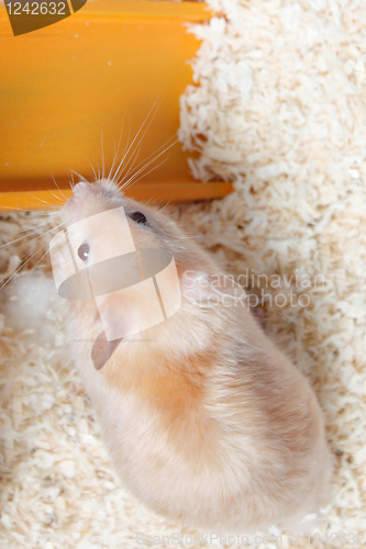 Image of Hamster