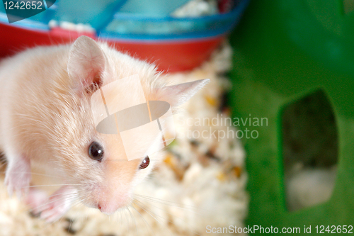 Image of Hamster