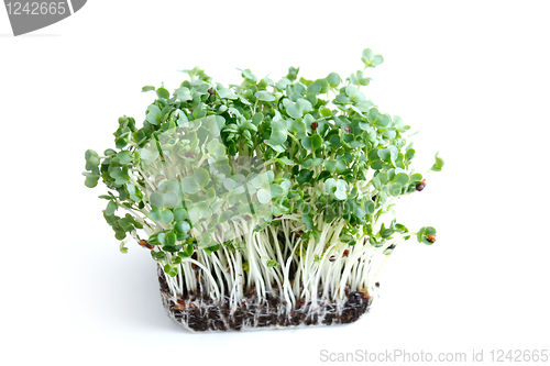 Image of Watercress