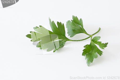 Image of Parsley