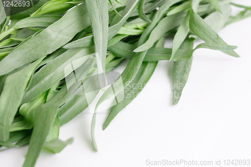 Image of Tarragon