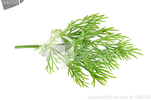 Image of Dill