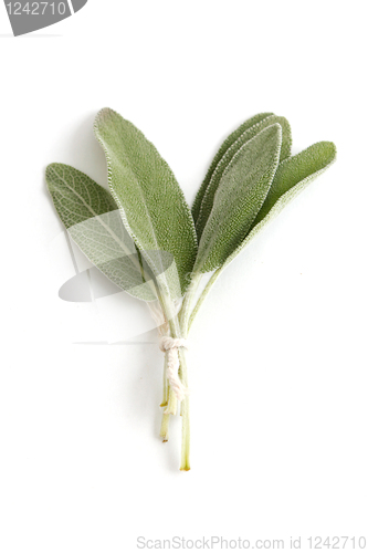 Image of Sage