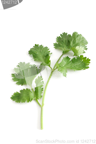 Image of Coriander