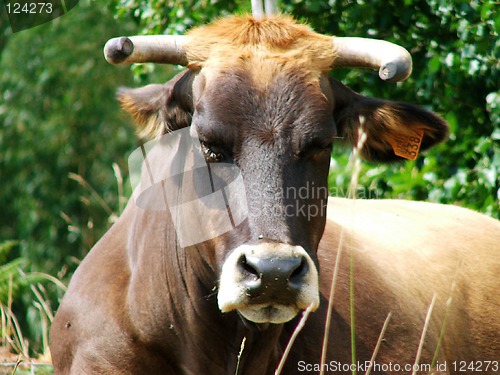 Image of cow