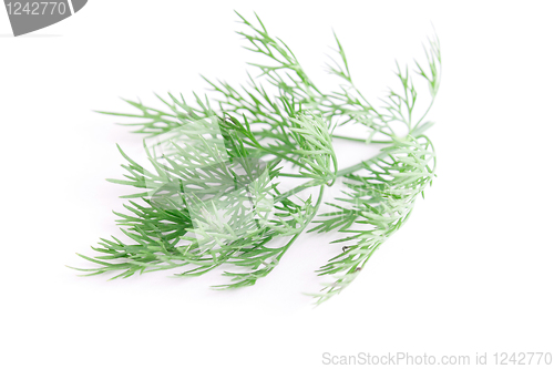 Image of Dill