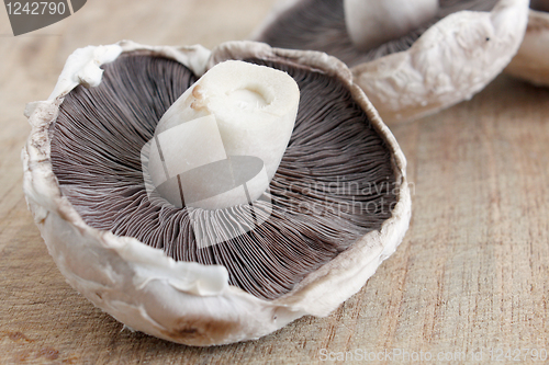 Image of Mushroom