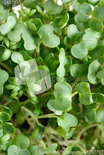 Image of Watercress