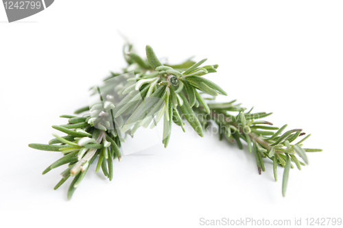 Image of Rosemary