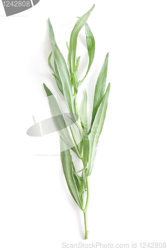 Image of Tarragon