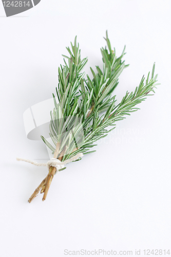 Image of Rosemary