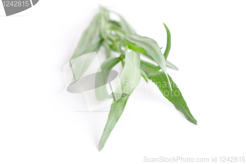 Image of Tarragon