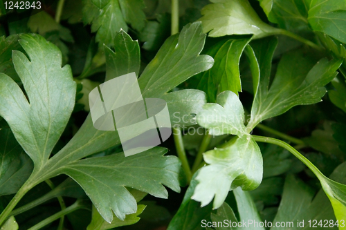 Image of Parsley