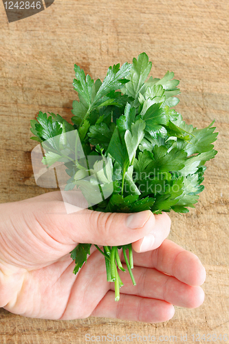 Image of Parsley