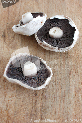 Image of Mushroom