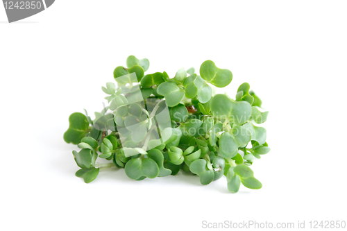 Image of Water cress
