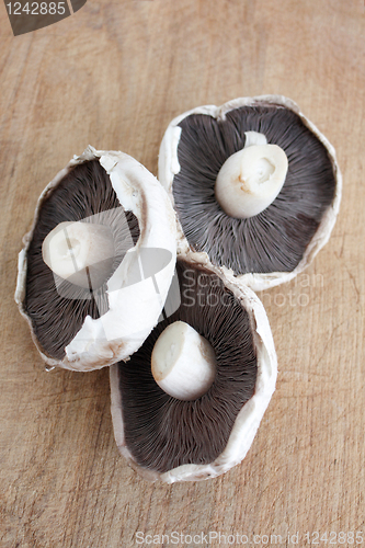 Image of Mushroom
