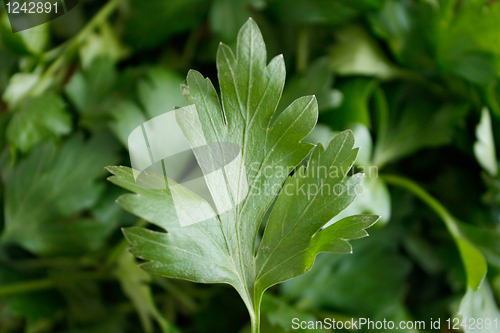 Image of Parsley