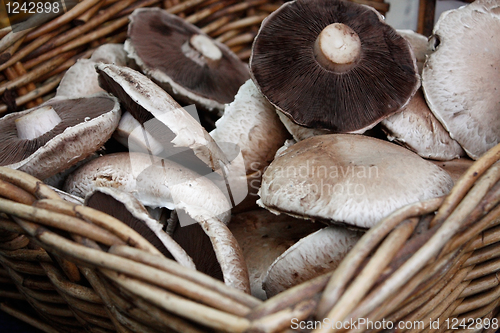 Image of Mushrooms