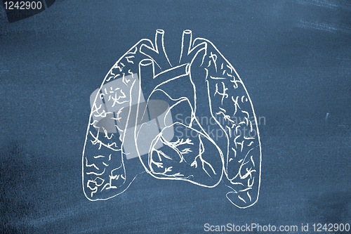 Image of Lungs drawn on blackboard