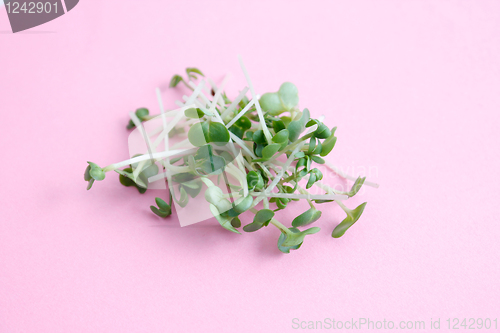 Image of Water cress