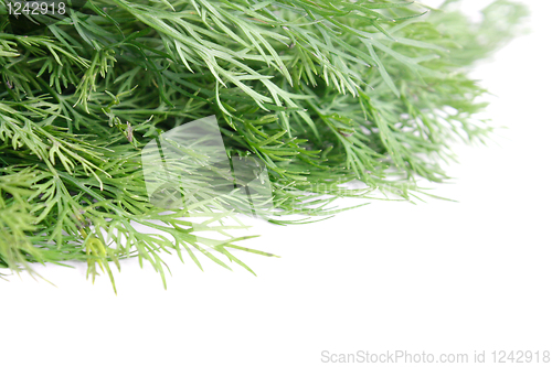 Image of Dill