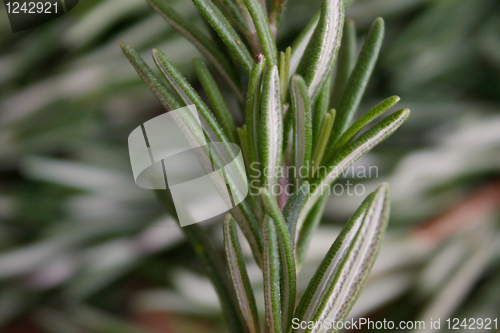 Image of Rosemary