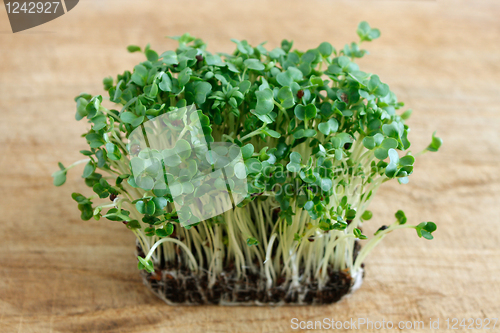 Image of Watercress