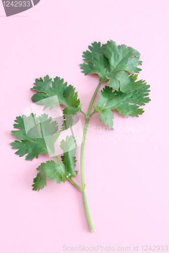 Image of Coriander