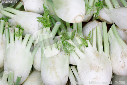 Image of Fennel