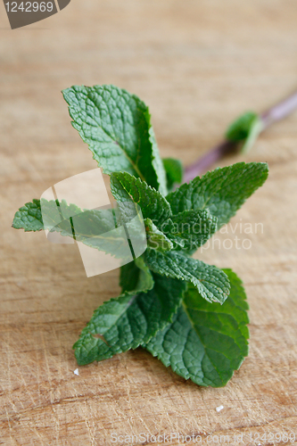 Image of Mint leaves