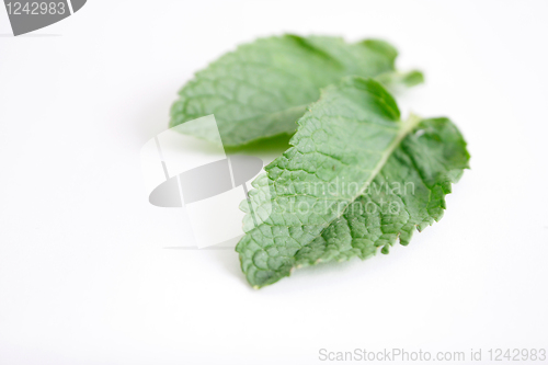 Image of Mint leaves
