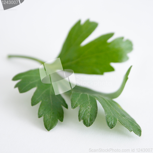 Image of Parsley