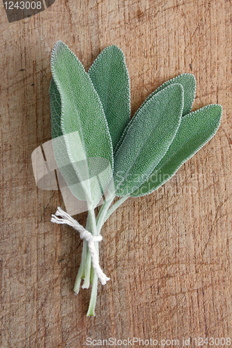 Image of Sage