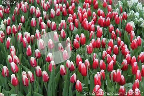 Image of red-white tulips