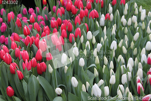 Image of Tulips