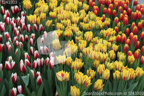 Image of Tulips