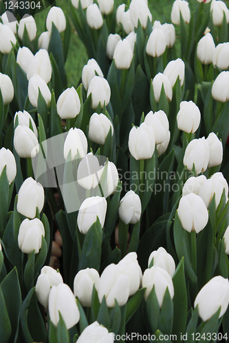 Image of Snow-white tulips