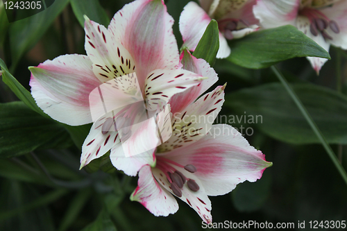 Image of Alstroemeria flower