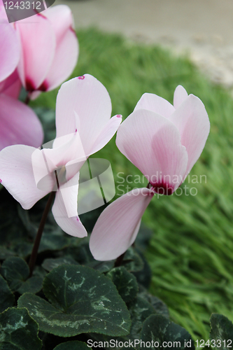 Image of Cyclamen