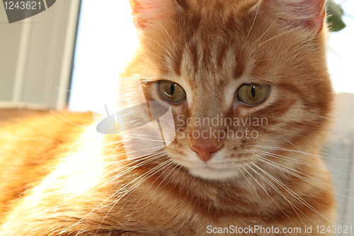 Image of attentively red cat