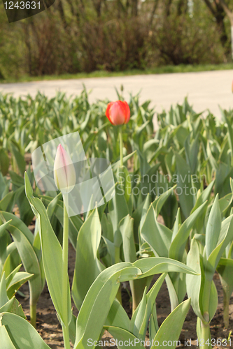 Image of flower-bed of red tulip
