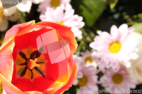 Image of red tulip and pink chrysanthemums
