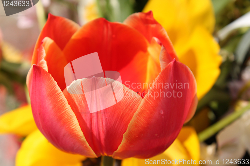 Image of Flower of red tulip